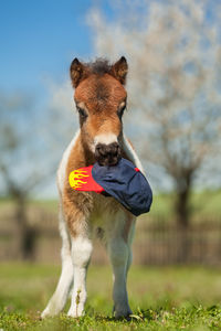 Portrait of donkey carrying cap in mouth while standing on field