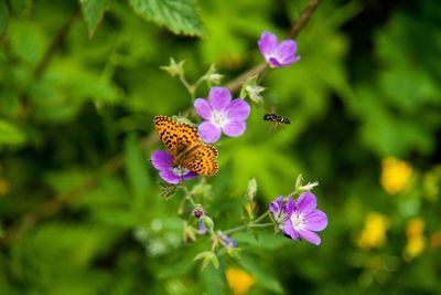 Close-up of insect on purple flowers