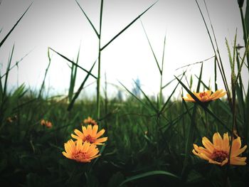 Close-up of yellow flowers blooming in field