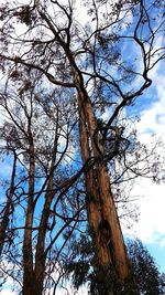 Low angle view of tree against sky