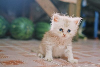 Portrait of kitten sitting on tiled floor