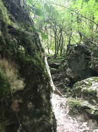 River amidst trees in forest