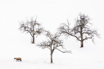 View of a horse on snow covered field