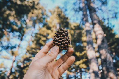 Close-up of hand holding leaf