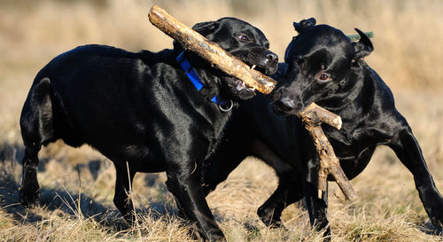 Dogs playing with stick on grass area