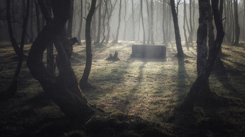 Trees in forest