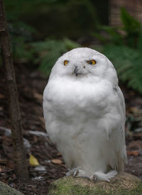 Close-up of a bird