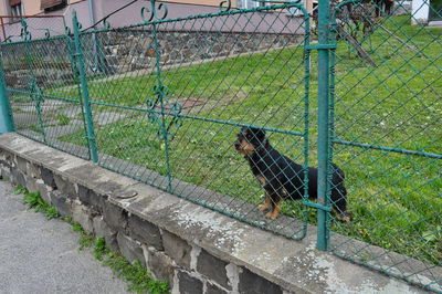 Chainlink fence in field