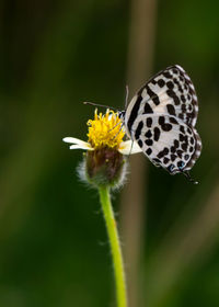 Close-up of butterfly pollinating on flower