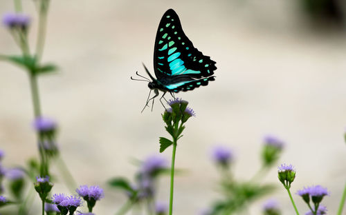 Butterfly pollinating on purple flower