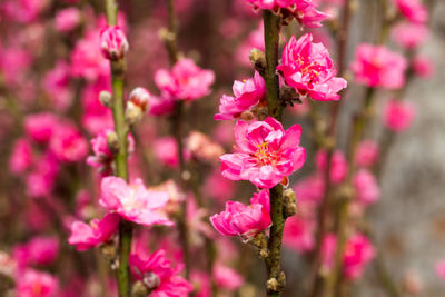 Close-up of pink flowers