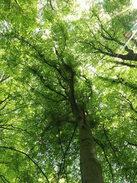 Low angle view of trees in forest