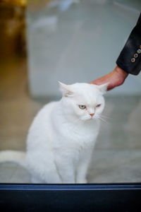 White cat sitting on floor