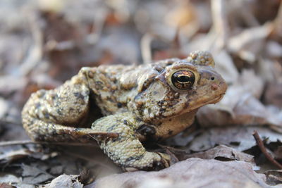 Close-up portrait of lizard