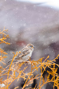 View of bird perching on snow