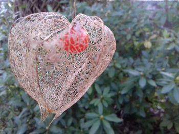 Close-up of heart shape leaf