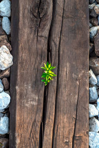 High angle view of plant growing on old wooden railway threshold