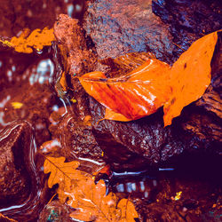 High angle view of maple leaf on water