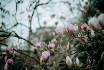 Close-up of cherry blossom