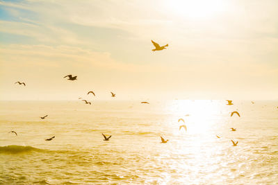 Flock of birds flying over sea