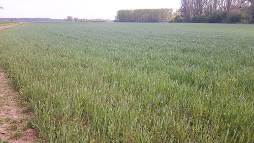 Scenic view of field