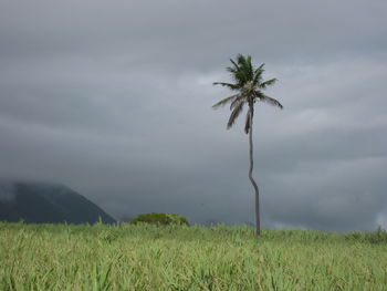 Scenic view of palm trees on field against sky