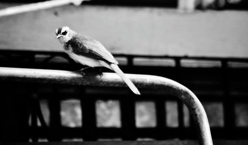 Close-up of bird perching on railing