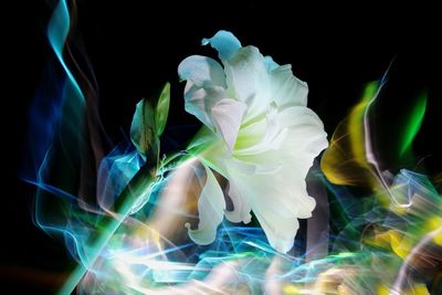 Digital composite image of illuminated flower against black background