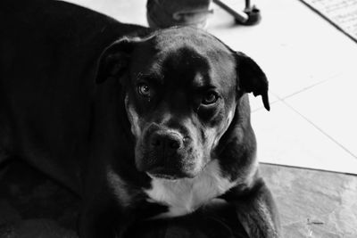 Close-up portrait of dog relaxing on floor