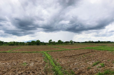 Scenic view of agricultural field against sky