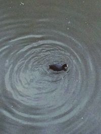 View of swimming in water