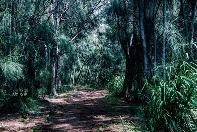 Dirt road passing through forest