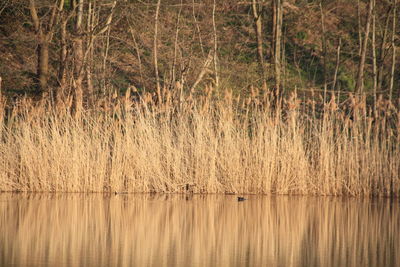 Scenic view of lake in forest