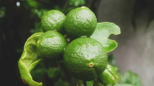 Close-up of fruits growing on plant