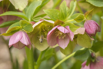 Close-up of pink flowering plant