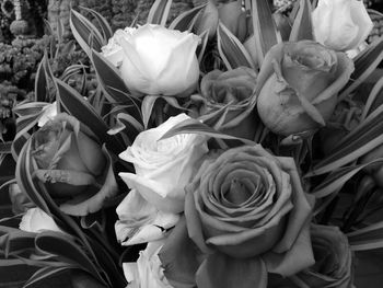 Close-up of roses