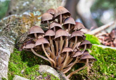 Close-up of mushroom growing on field