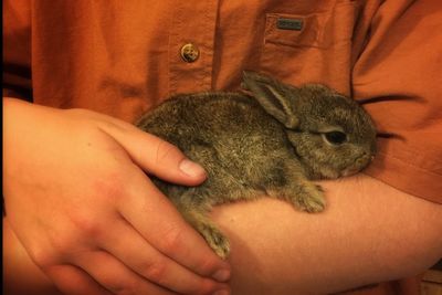 Close-up of hand holding animal face