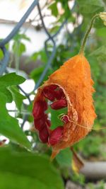 Close-up of red leaves