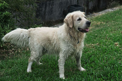 View of dog standing on field