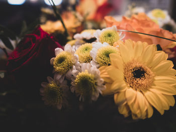 Close-up of daisy flowers
