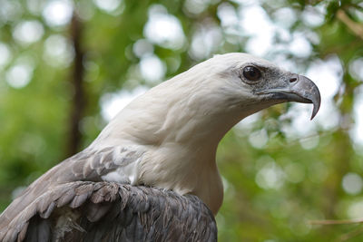 Close-up of a bird looking away