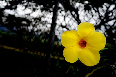 Close-up of yellow flower