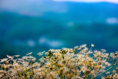 Close-up of flowering plants by sea against sky