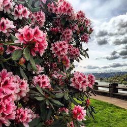 Close-up of pink bougainvillea flowers blooming by sea against sky