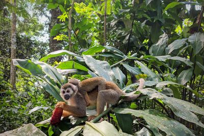 Monkey sitting on tree