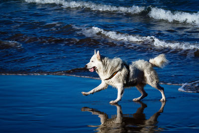 Dog on sea shore