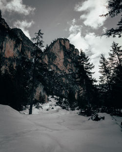 Pine trees on snowcapped mountains against sky