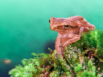 Close-up of frog in sea