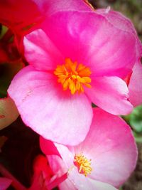 Close-up of pink flowers